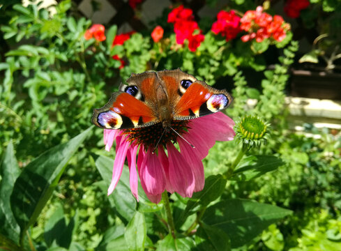 Close up image of the European peacock butterfly. Aglais io sitting on echinacea flower in garden.