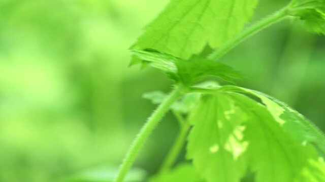 Close-up 4K video of green young nettles in nature