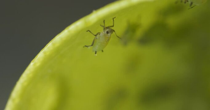 Green aphids suck the sap from a leaf.Colony of plant parasites. Italy. 