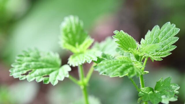 Close-up 4K video of green young nettles in nature