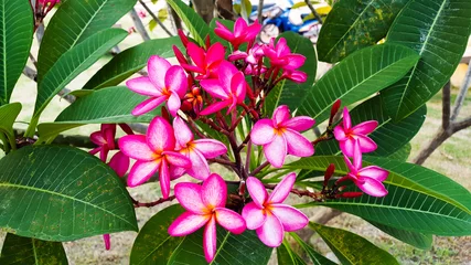 Tuinposter Plumeria bloom with their red and white spots in the evening near the local market, mean fresh, sincerity and happiness, concept for celebration of LGBTQIA around the world in the pride month. © kumpol