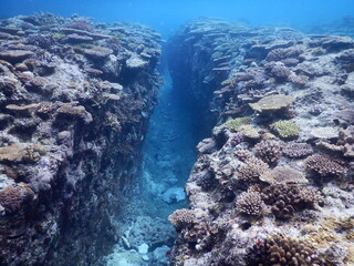 沖縄の海でダイビング中に見かけた珊瑚と珊瑚の間の水路