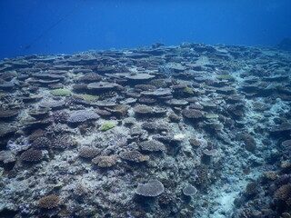 沖縄の海でダイビング中に見かけた青い海にあたり一面の珊瑚礁