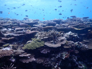 沖縄の海でダイビング中に見かけた青い海とお魚さん達とあたり一面の珊瑚礁