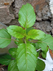 Basil tree on the garden