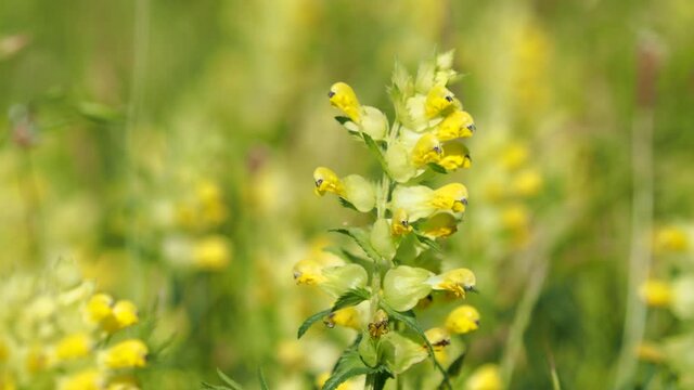 Wild flower of Yellow Rattle on a meadow, Rhinanthus angustifolius