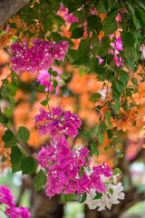 Chinese triangle plum bonsai full of colorful, beautiful and splendid flowers