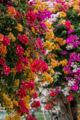 Fototapeta premium Chinese triangle plum bonsai full of colorful, beautiful and splendid flowers