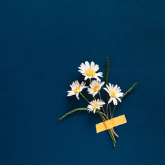 chamomile flowers taped to bright blue background. Minimal concept.