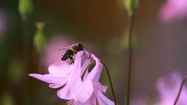 Fleißige Biene Sammelt Necker und Bestäub Blumen	
