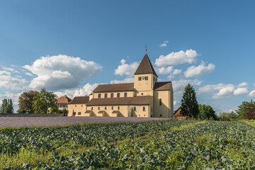 Kohlfeld und Blumenwiese vor der Kirche St. Georg auf der Insel Reichenau, Oberzell, Bodensee, Baden-W&uuml;rttemberg, Deutschland 