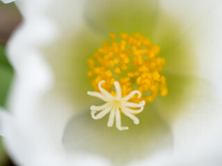 白いポーチュラカ