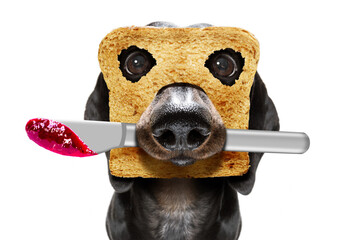 petit déjeuner toast chien tôt le matin