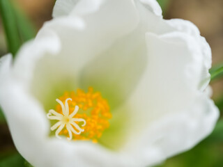 白いポーチュラカ