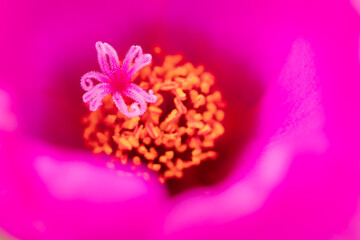 ピンクのポーチュラカ