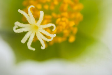 白いポーチュラカ