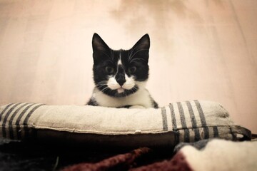 Kicia © Hanna