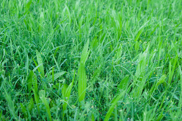 green grass background