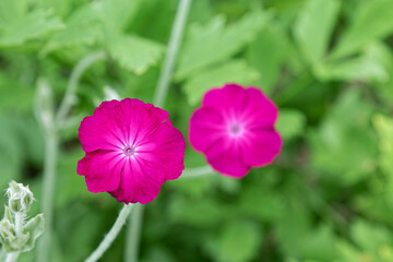 Spring - a beautiful purple wild flower.