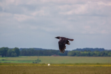 a large black crow in flight over grasslands on Salisbury Plain