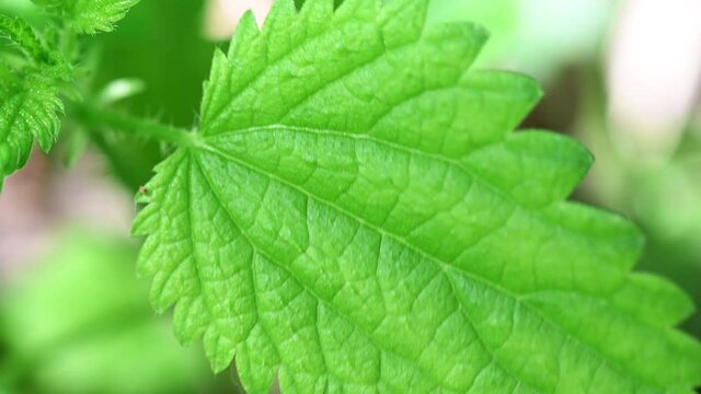 Close-up 4K video of green young nettles in nature