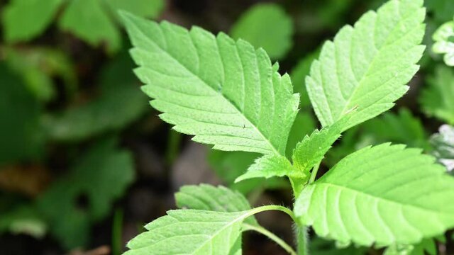 Close-up 4K video of green young nettles in nature