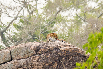 Sri Lankan leopard (Panthera pardus kotiya) licking himself. Yala national park, Sri Lanka. - obrazy, fototapety, plakaty
