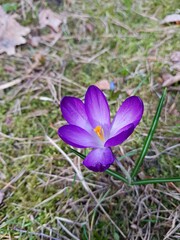 Beautiful little Crocus flowers appear on the first warm spring days