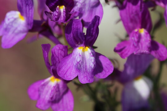 春の庭に咲くリナリアの紫色の花