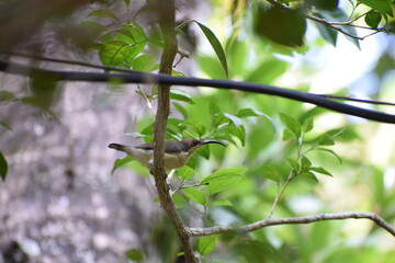 Sparrow named Spiderhunter.