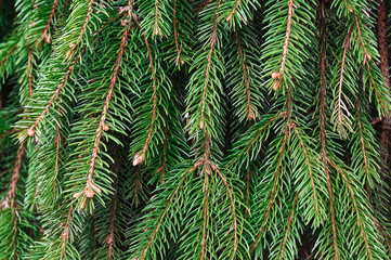 Close up of pine tree, texture. Background.Christmas concept.