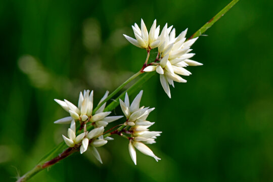Schneewei&szlig;e Hainsimse // snow-white wood-rush (Luzula nivea)