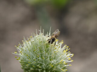 bee on a flower