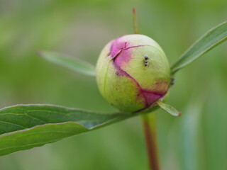 bud of a rose