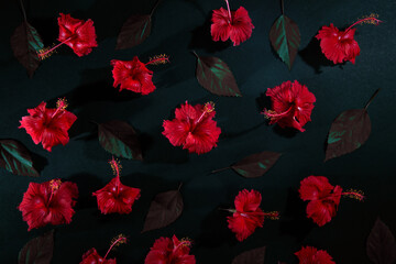 Red Hibiscus Flower and leaf pattern photography, Chembarathi flower, top view photography, Red Hibiscus Flower and leaf in dark background, Light and