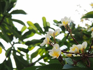 Obraz premium Plumeria