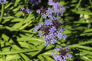 春の公園に咲くオオツルボの花