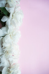 flowers of white peonies on a pink background. free space 
