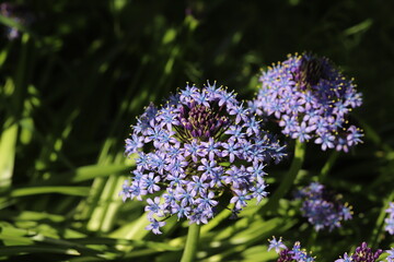 Obraz premium 春の公園に咲くオオツルボの花