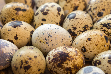 Full frame of quail eggs