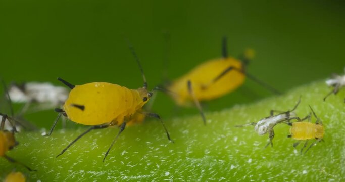 Yellow aphids suck the sap from a leaf.Colony of plant parasites. Italy. 