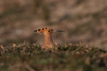 Hoopoe in a Pit