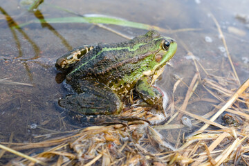 Lake frog (Pelophylax lessonae), marsh frog (Pelophylax ridibundus), edible frog (Pelophylax esculentus) in the pond. The green frog is hiding in the water.