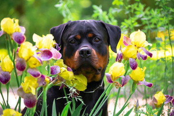 Iris flower yellow with purple color on green background with rottweiler