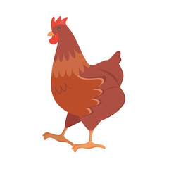 Cute brown hen isolated on white transparent background.
