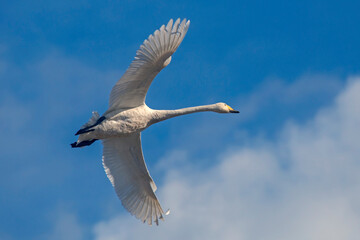 A beautiful white swan flying on the sky. Whooper swan or common swan (Cygnus cygnus).