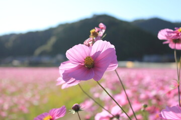 愛媛県三間町　一面のコスモス畑