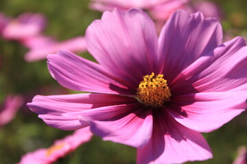 Obraz premium 愛媛県三間町のコスモス畑 ピンク色のコスモス 