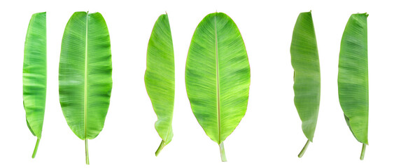 The top view and side of the banana plant tree leaves on a white background.