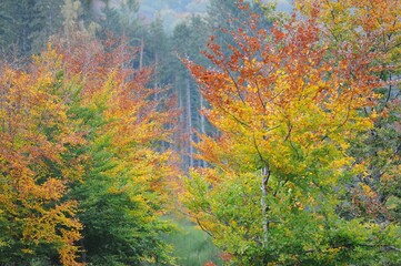 Les arbres colorés en Auvergne-Rhône-Alpes Puy-de-Dôme France	